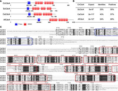 Role of F-box Protein Cdc4 in Fungal Virulence and Sexual Reproduction of Cryptococcus neoformans